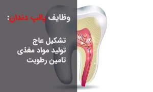 پالپ دندان وظیفه تامین رطوبت دندان را دارد.